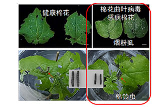 近日，微生物研究所發(fā)現(xiàn)雙生病毒調(diào)控植物免疫平衡實現(xiàn)全新生態(tài)功能