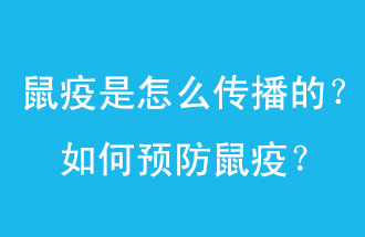 鼠疫是怎么傳播的？如何預防鼠疫？